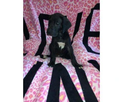 European great danes puppies for sale - 3