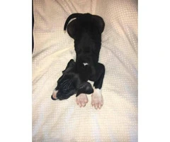 European great danes puppies for sale - 4