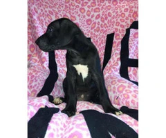European great danes puppies for sale - 5