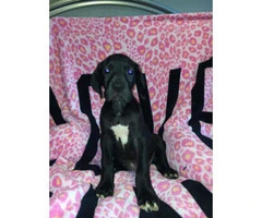 European great danes puppies for sale - 6