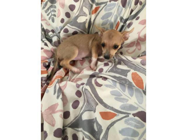9 weeks old Chihuahua puppies in Texas in Houston, Texas - Puppies for Sale Near Me