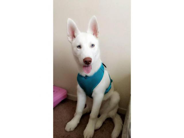 white siberian husky mix