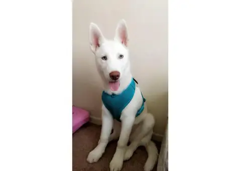 White siberian husky german shepherd mix