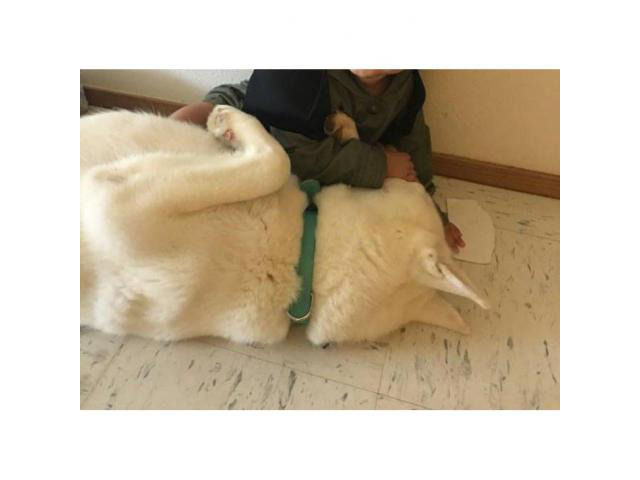 White siberian husky german shepherd mix in Honolulu ...