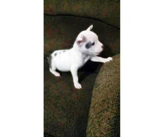 Blue nose bully pups for sale - 2