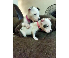 Blue nose bully pups for sale - 3