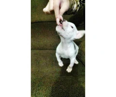 Blue nose bully pups for sale - 5