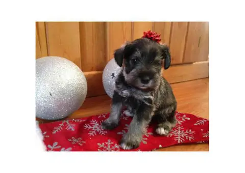 Miniature Schnauzer pups