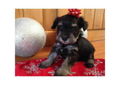 schnauzer miniature pups