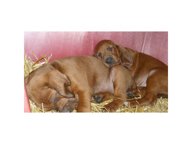 Redbone coonhound for sale Topeka - Puppies for Sale Near Me