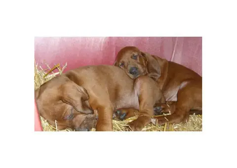 Redbone coonhound for sale
