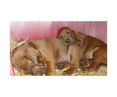 Redbone coonhound for sale
