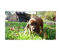 Redbone coonhound for sale - 2