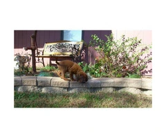 Redbone coonhound for sale - 3