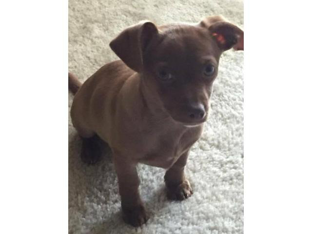 10 Week Old Light Brown Female Chiweenie Renton - Puppies For Sale Near Me