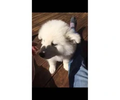 12 week old Male Samoyed puppies for adoption