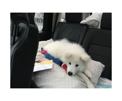 12 week old Male Samoyed puppies for adoption