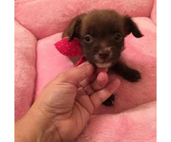 Tiny chihuahua for Sale - 3 months