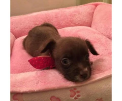 Tiny chihuahua for Sale - 3 months - 2