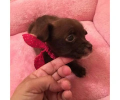 Tiny chihuahua for Sale - 3 months - 3