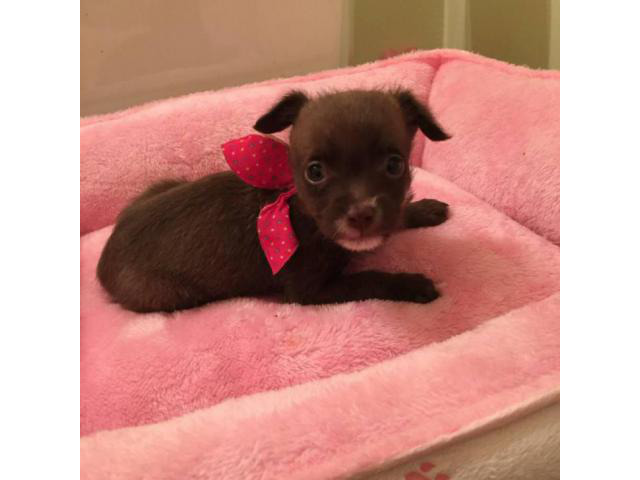 Tiny chihuahua for Sale 3 months in Los Angeles