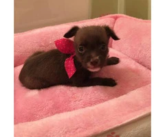 Tiny chihuahua for Sale - 3 months - 4