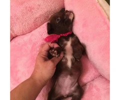 Tiny chihuahua for Sale - 3 months - 5
