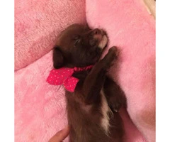 Tiny chihuahua for Sale - 3 months - 6