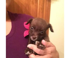 Tiny chihuahua for Sale - 3 months - 8