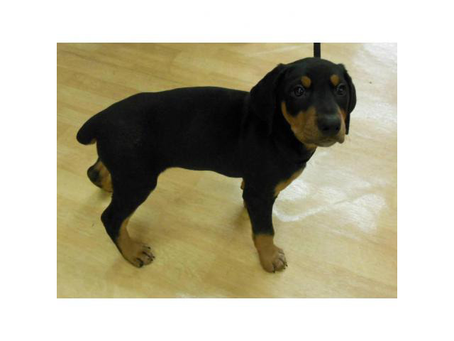 Rottweiler puppies for sale in Chicago illinois in Chicago ...
