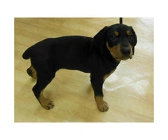Rottweiler puppies for sale in Chicago illinois - 1