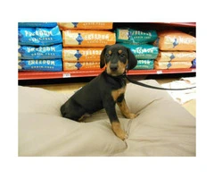 Rottweiler puppies for sale in Chicago illinois - 2