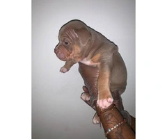 Bully pups for sale  5 males, 2 females - 2