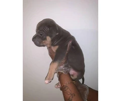 Bully pups for sale  5 males, 2 females - 4