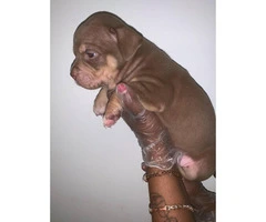 Bully pups for sale  5 males, 2 females - 5
