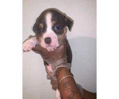 Bully pups for sale  5 males, 2 females - 6