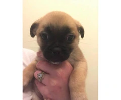 Pom-A-Pug Puppies 3 Available - 1