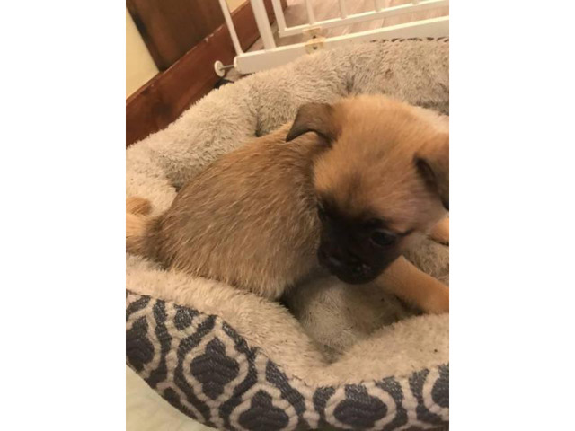 Pom-A-Pug Puppies 3 Available Raleigh - Puppies for Sale Near Me
