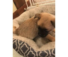 Pom-A-Pug Puppies 3 Available - 2