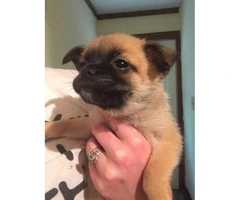 Pom-A-Pug Puppies 3 Available - 3