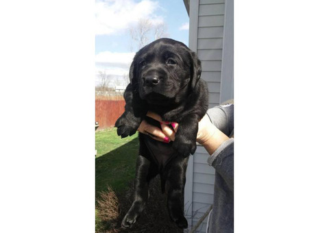 AKC Labrador Puppy (Black)
