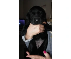 AKC Labrador Puppy (Black) - 2