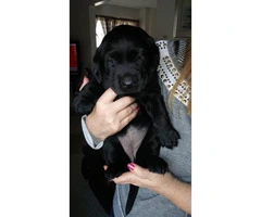 AKC Labrador Puppy (Black) - 3