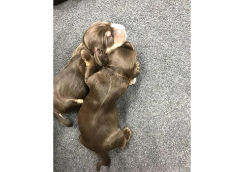spaniel puppies 1 girl and 2 boys available