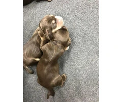 spaniel puppies 1 girl and 2 boys available