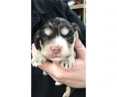 spaniel puppies 1 girl and 2 boys available - 4