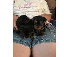For Adoption: 3 female and 2 male Yorkies - 1