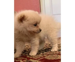 Purebred 8 week old Pomeranian pups for sale - 6