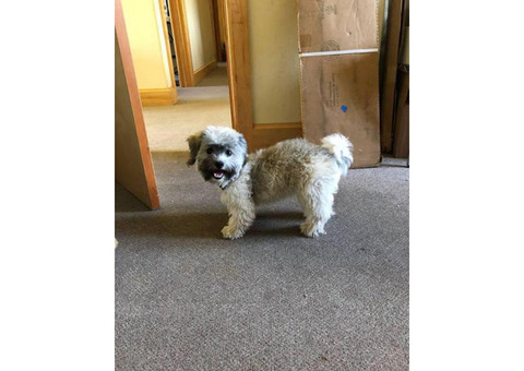 7.5 month old female Havanese's puppy for sale