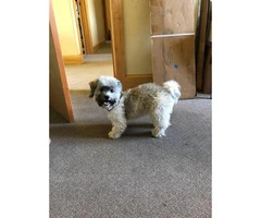 7.5 month old female Havanese's puppy for sale